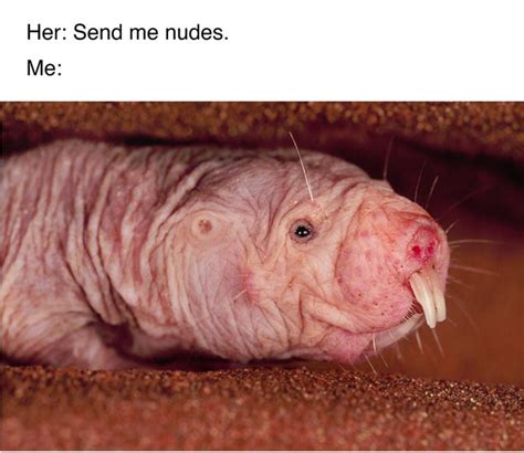 Odd Canadian campaign uses naked mole rat to。